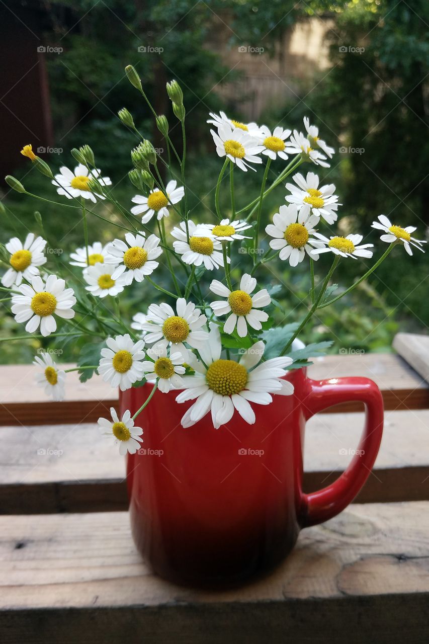 Daisies in a garden mug