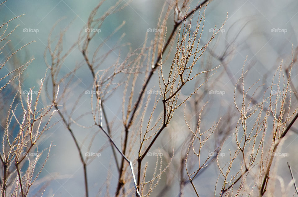 Colorful Background with Branches