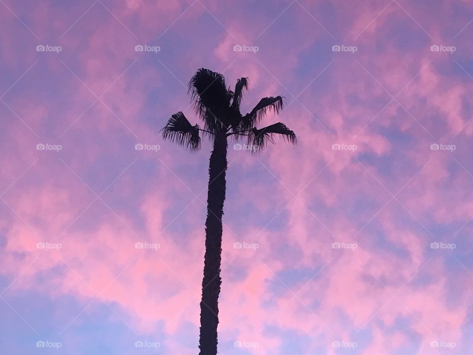 Palm at Sunset 