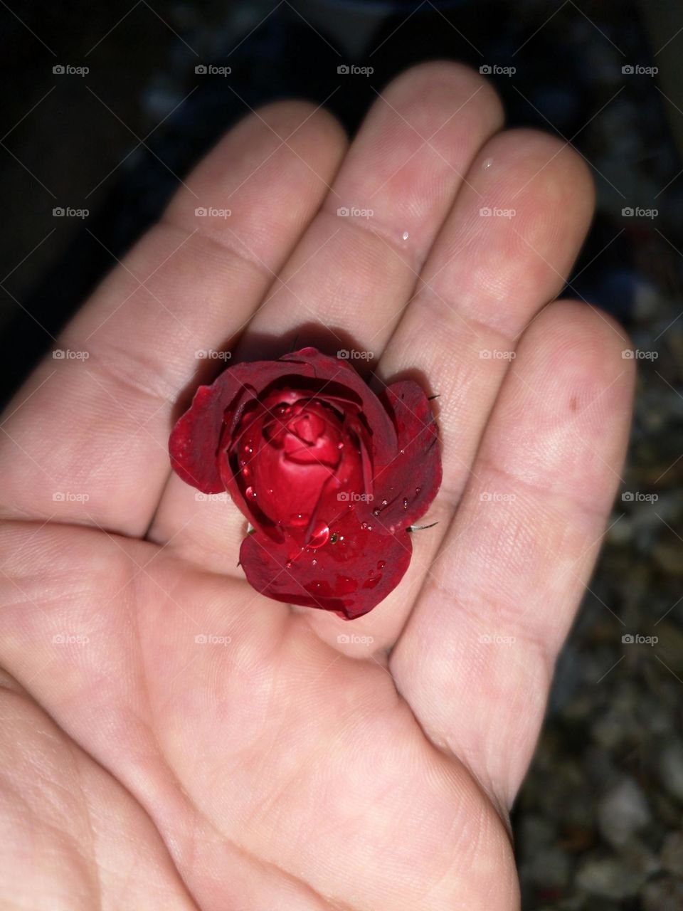 Red rose in human hand