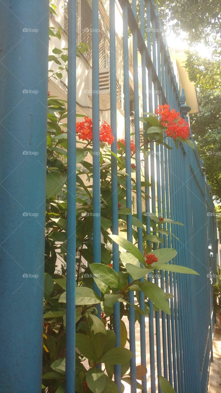 red flowers and blue