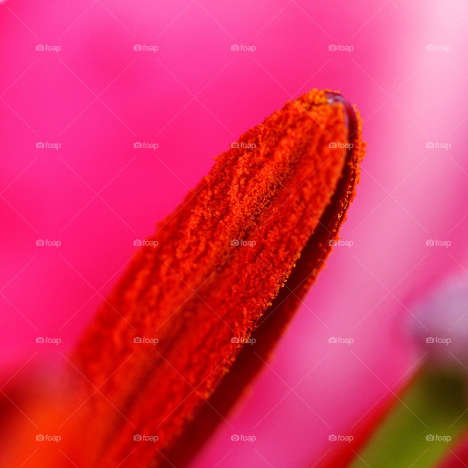 Macroaufnahme einer Blüte