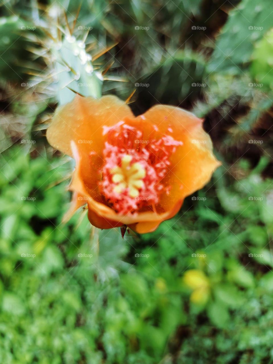 Cactus flower