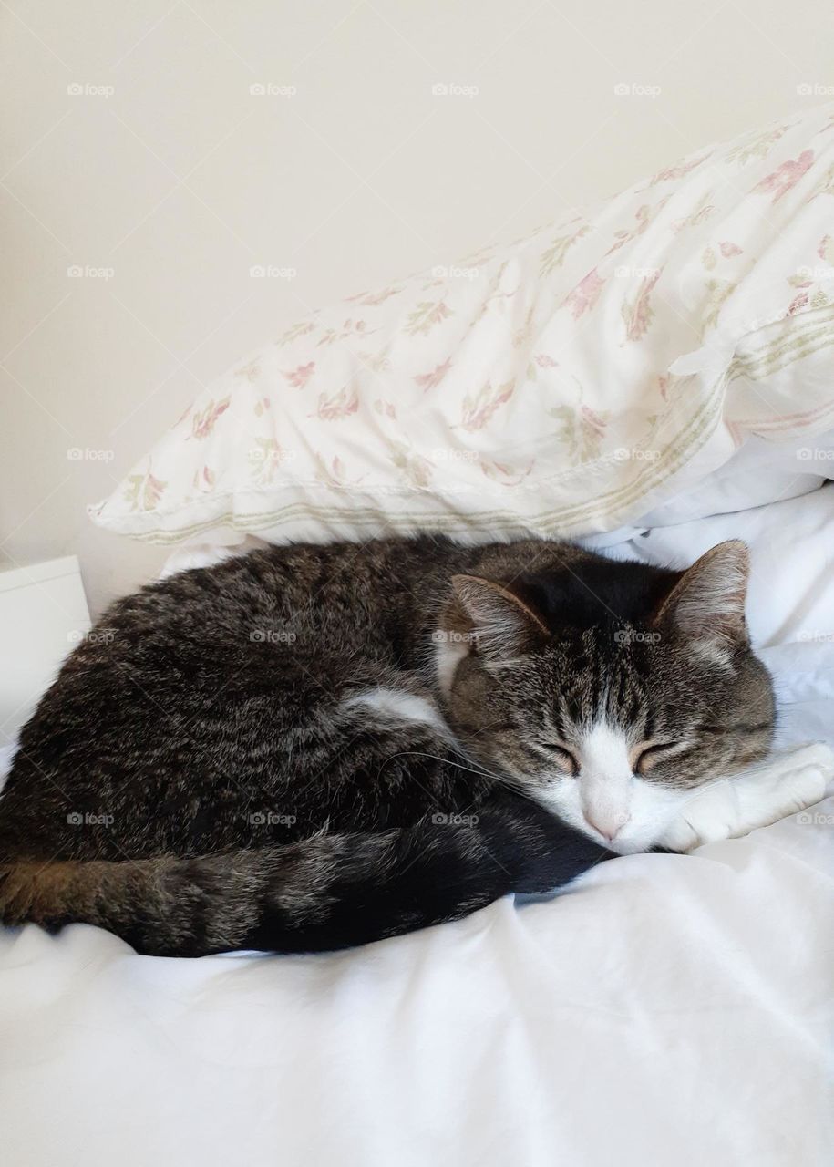 My sweet tabby cat Lilly is curled up sleeping on the bed. She has her tail tucked around her and she is sleeping on white sheets.