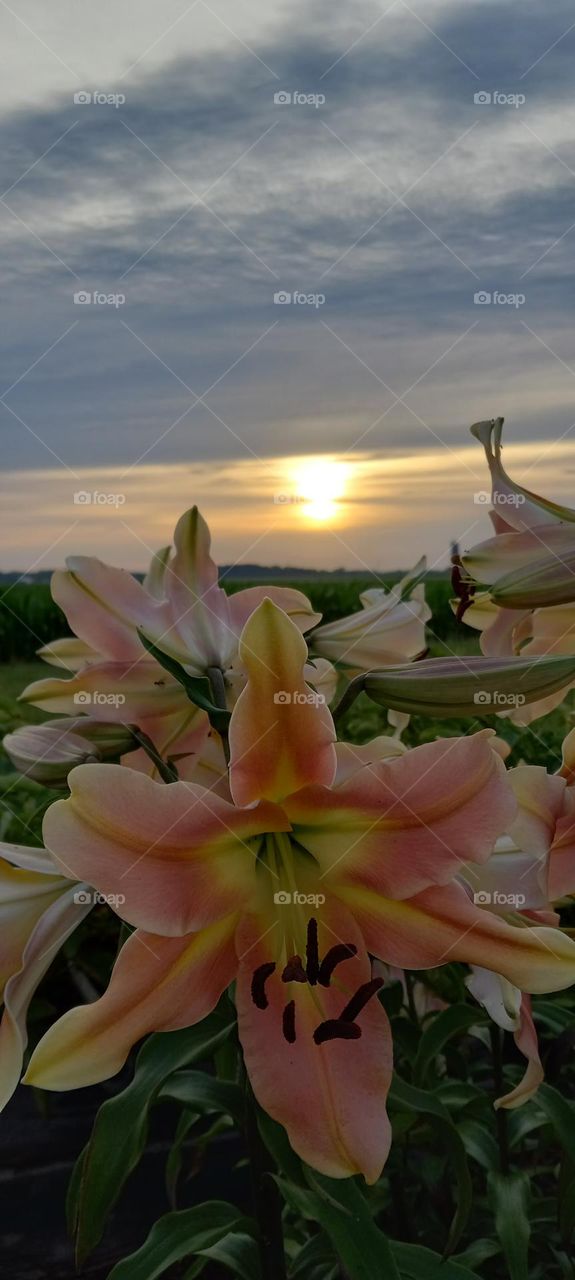Lilly Sunset