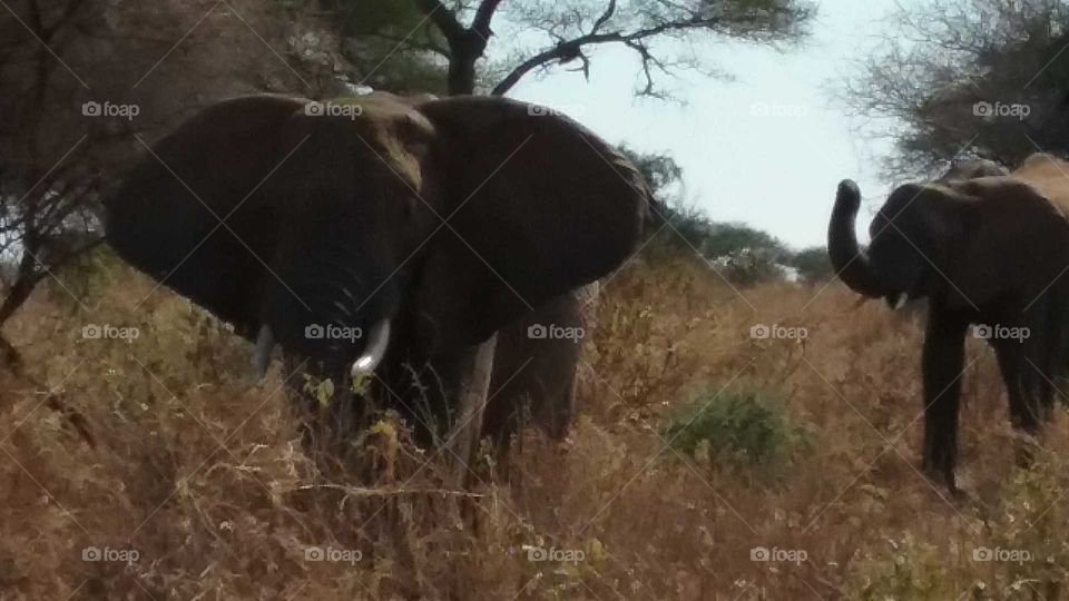 African Elephants in Tanzania Wild