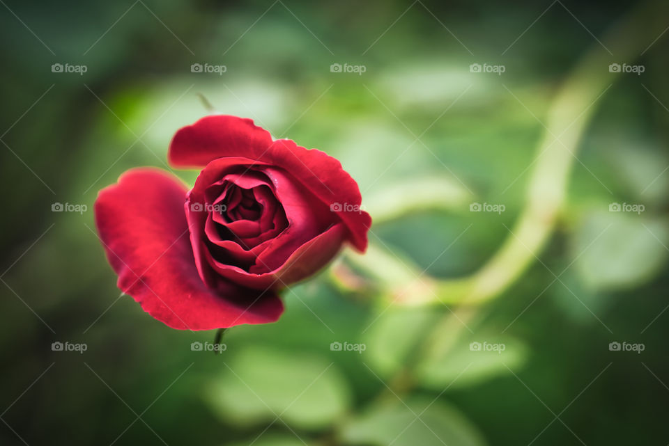 Red rose