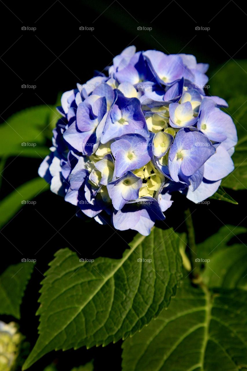 Hydrangea 
