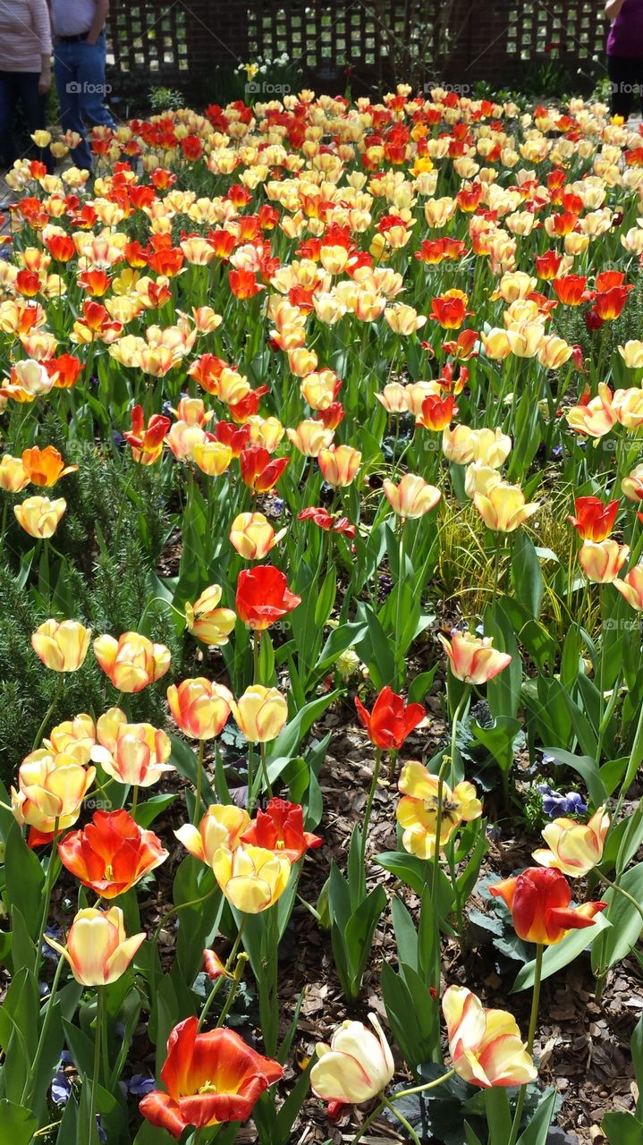 Tulip, Flower, Garden, Flora, Nature