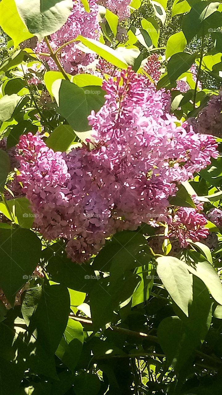 a clump of lilac flowers in the sun