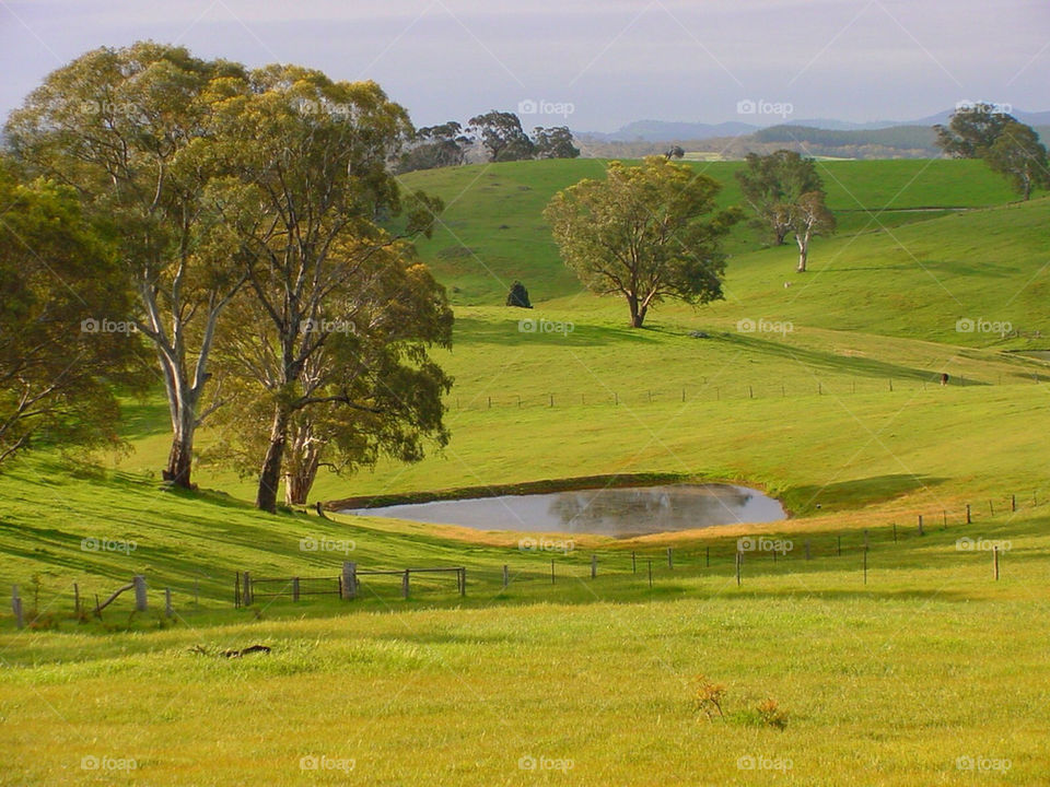 green field fence tree by kshapley