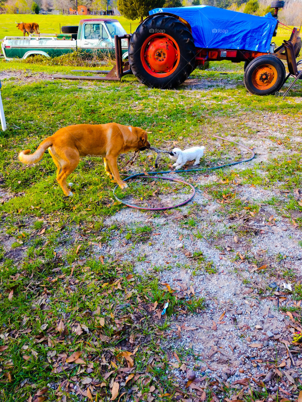 farm dog and toy poodle having fun