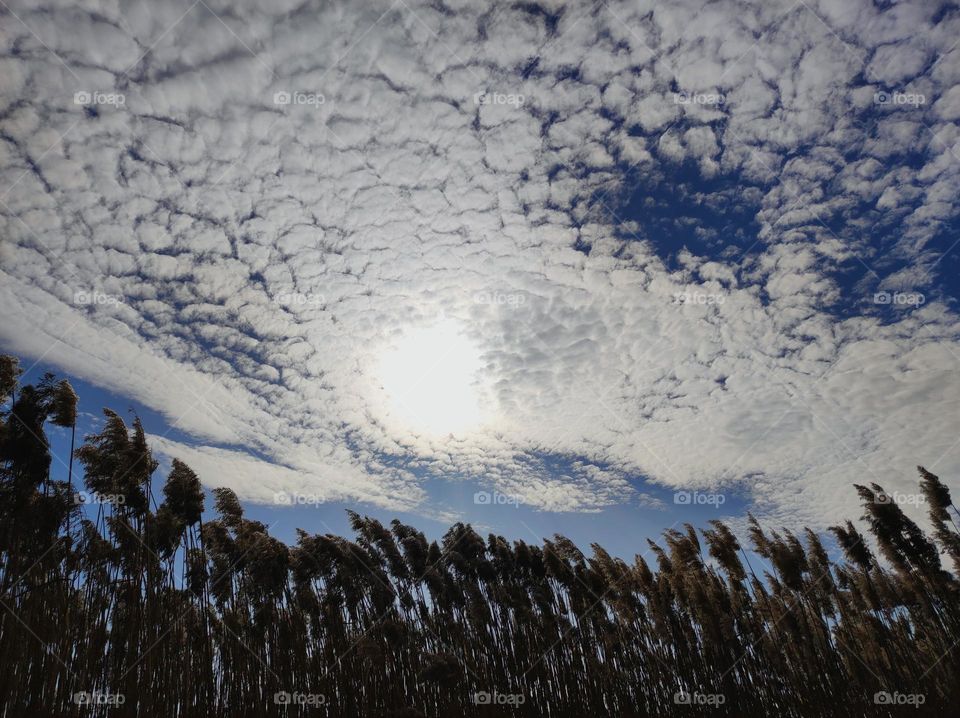 Stunning shot of the cloudy sky / beautiful clouds in the blue sky / heavens above a field / cloud formation / white clouds in the daylight