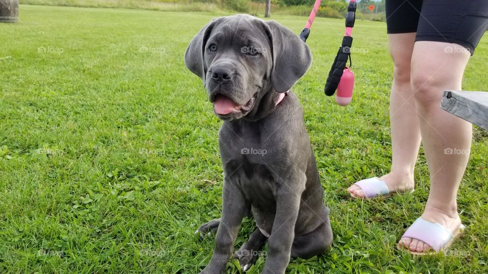 Beautiful Gray Puppy