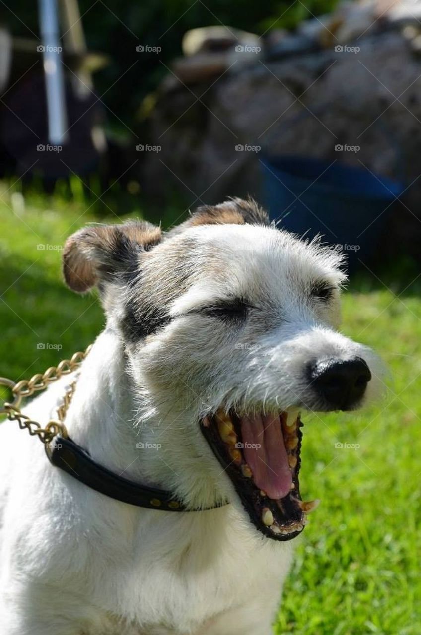 Yawning dog