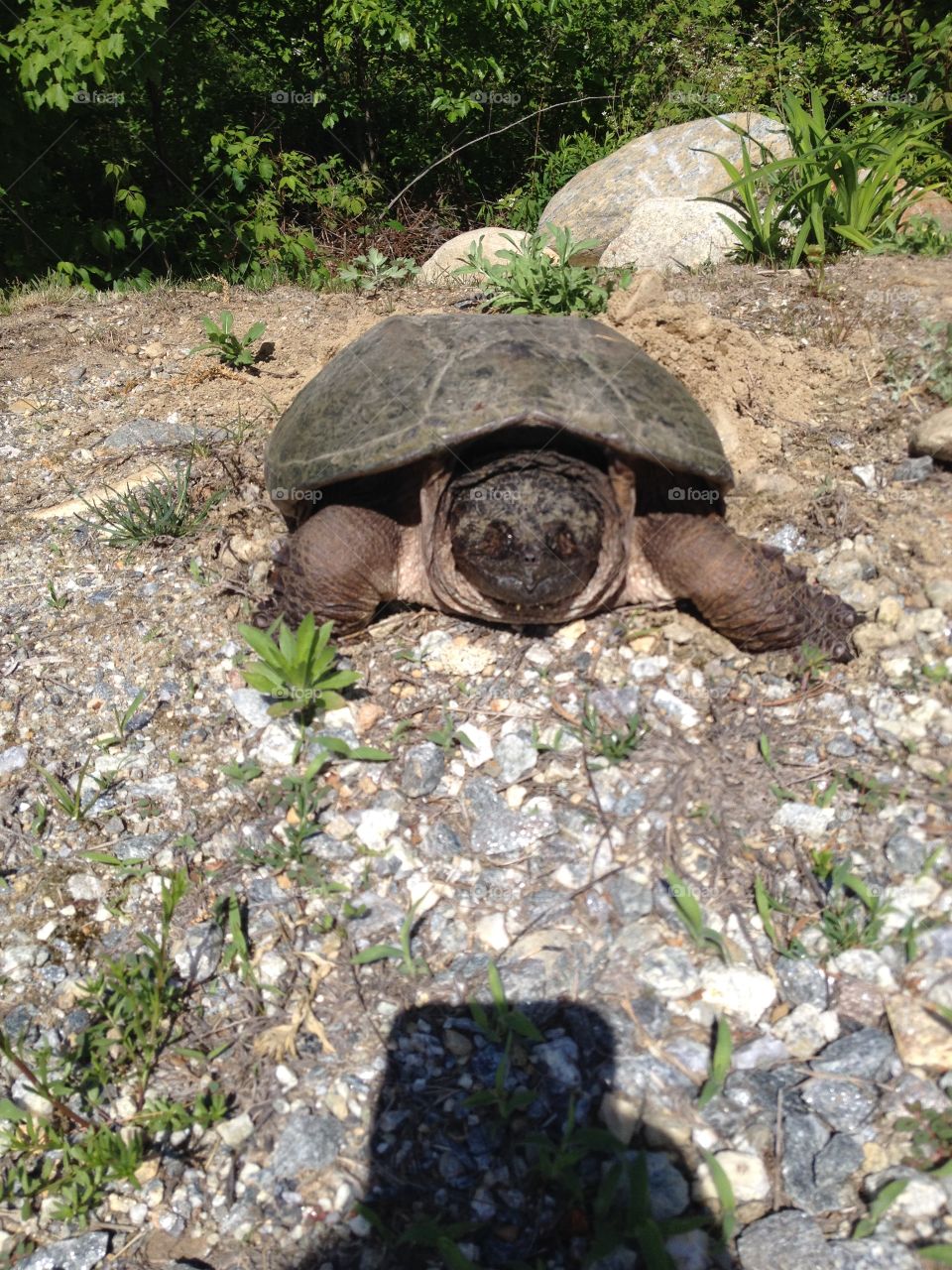 Snapping Turtle having babies