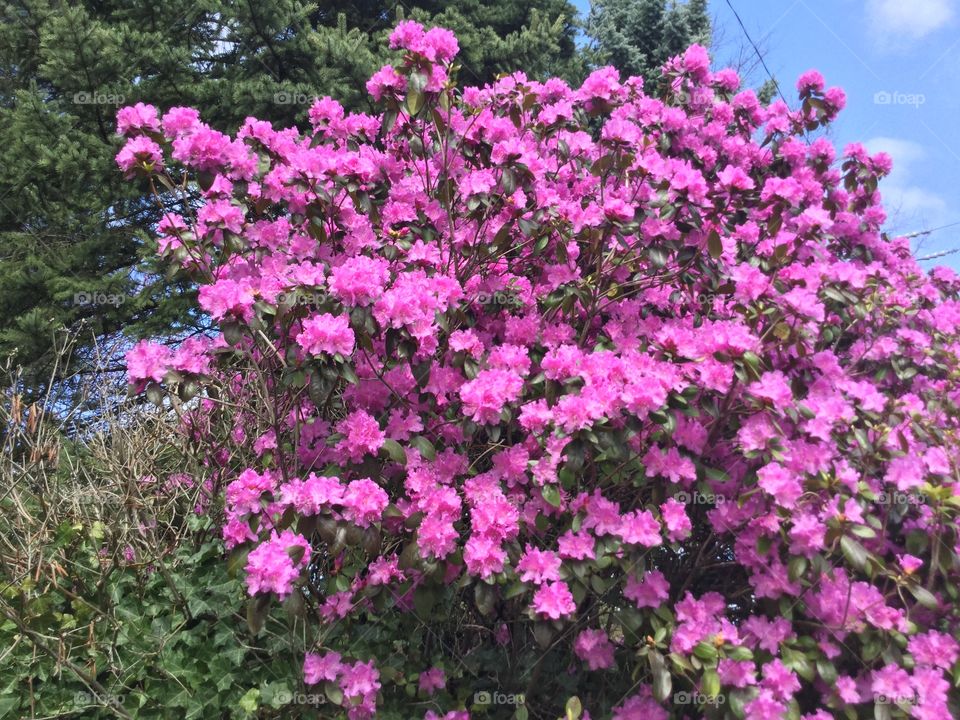 Purple Rhododendrons in the Garden 