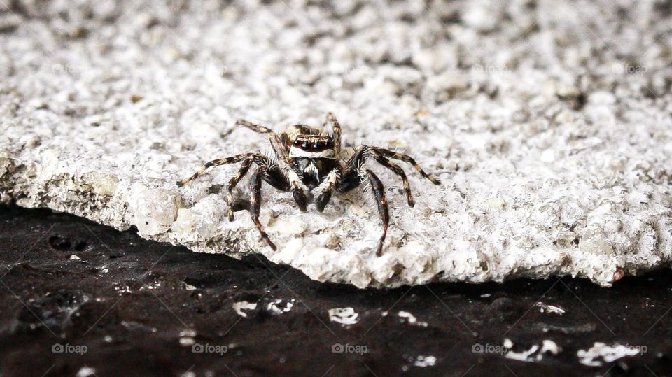 photo of a spider that walked along the wall