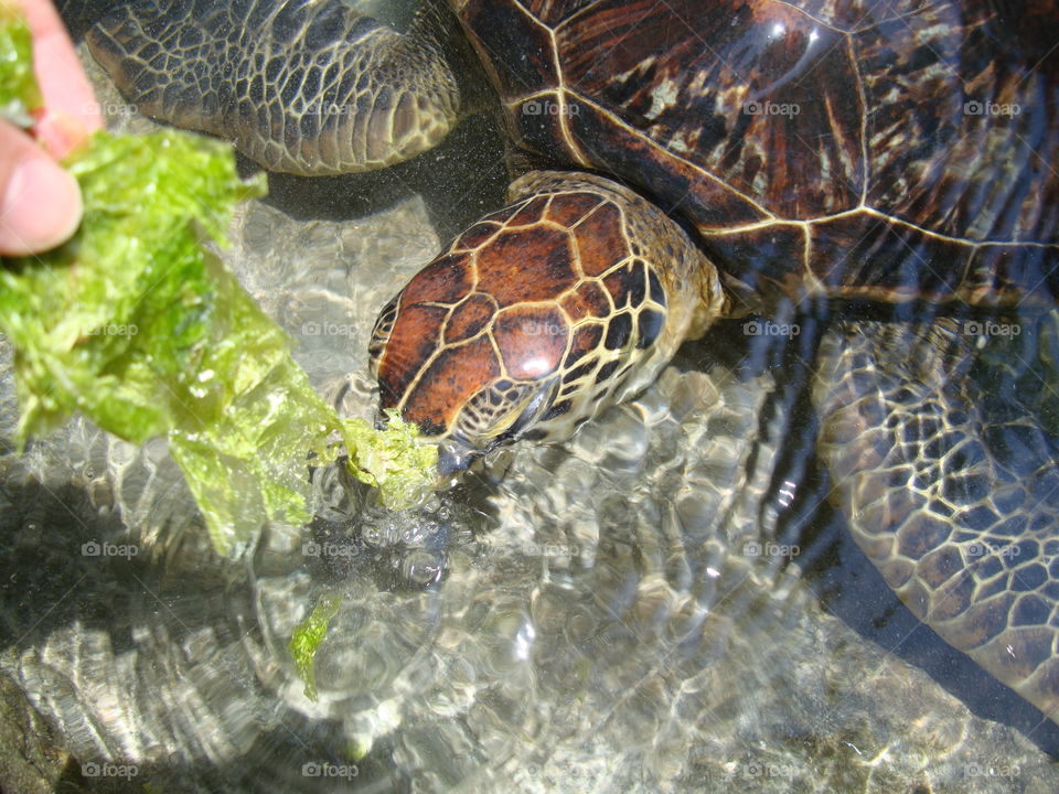 sea turtle eating salad in Zanzibar