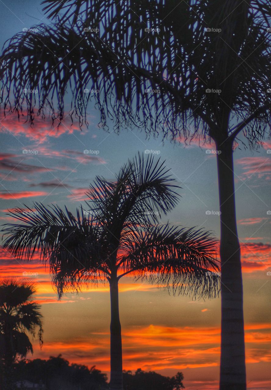 Sunset in florida with palm trees
