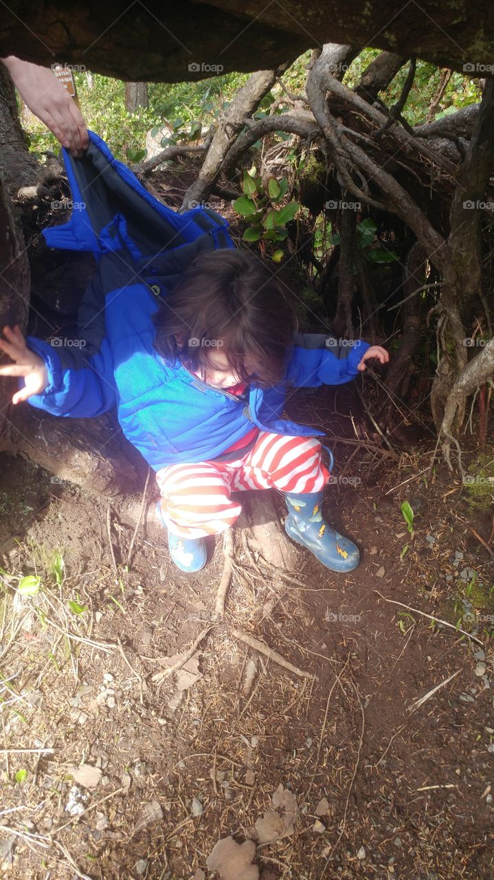 my son playing on the roots of a tree at the coast