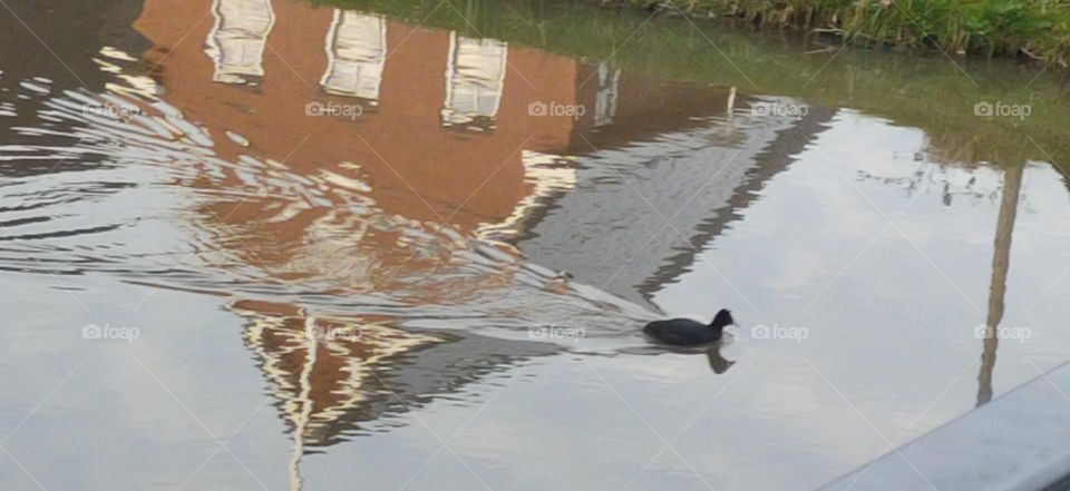 A Duck in the lake || A House's Image in the lake ||