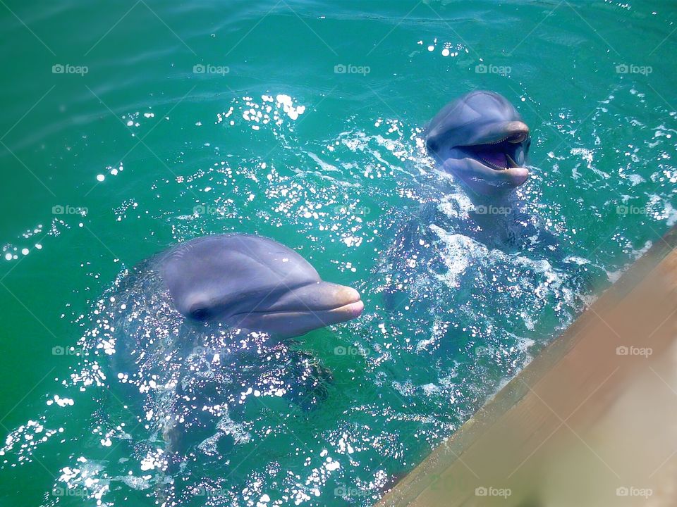 Happy dolphins frolicking in the ocean. One is actually smiling. Love the Bahamas 💜