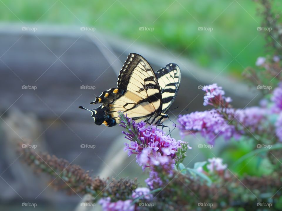 Yellow butterfly on a purple flowering butterfly bush