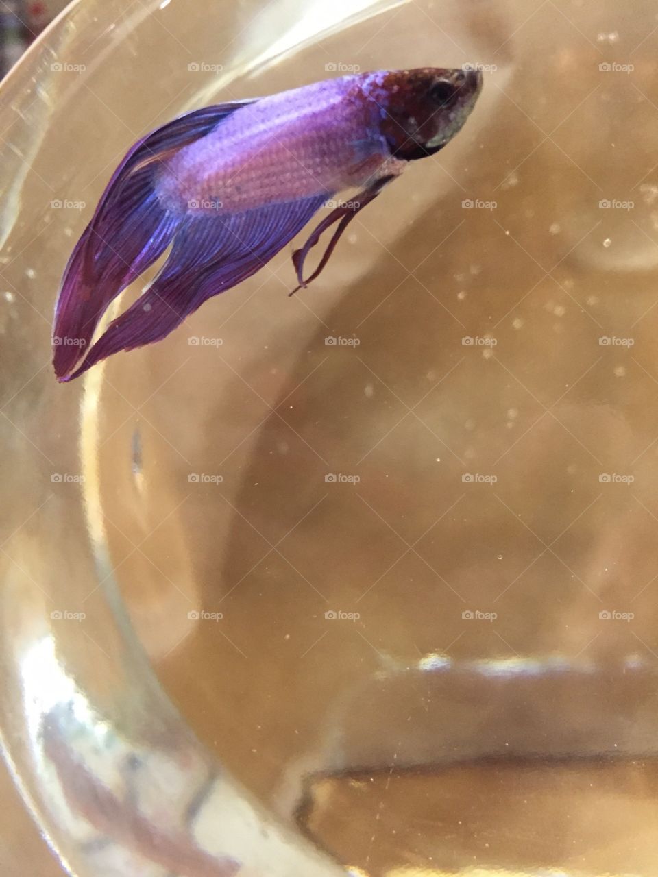 My fish harpo. I have a fish named harpo