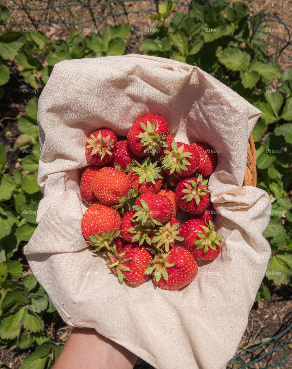 Fresh from the garden, a hand holds a linen, lined basket full of strawberries over the strawberry patch