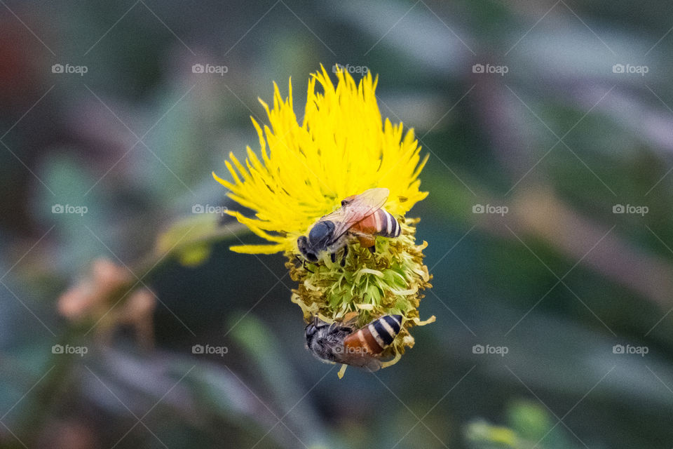 Bee and Flower