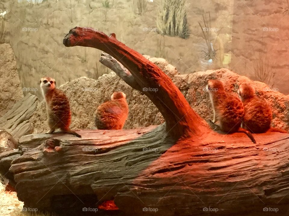 Expectant Meerkats at Woodland Park Zoo.