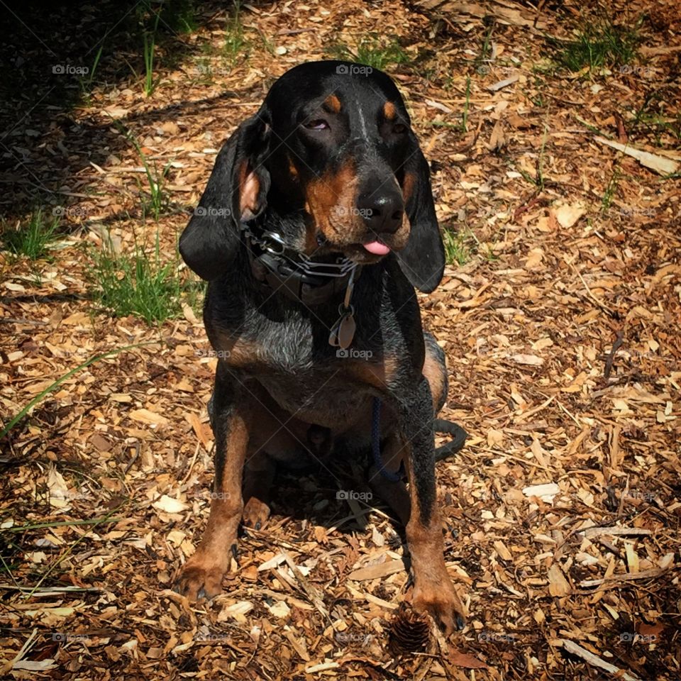 My buddy. Hoyt sticking his tongue out at me. Silly boy. 