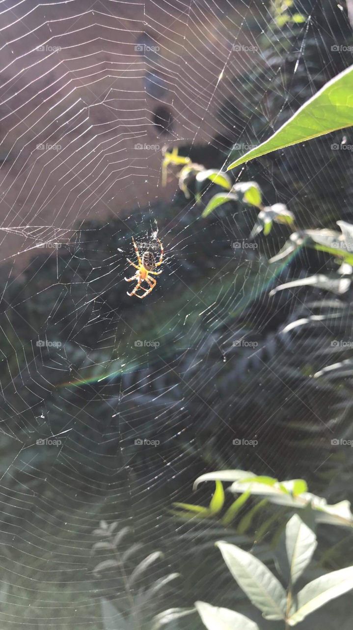 Spider enjoying sun on a spider web
