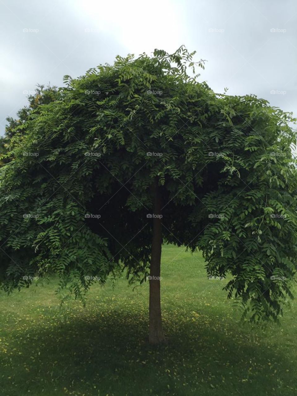 A tree in my garden🌳