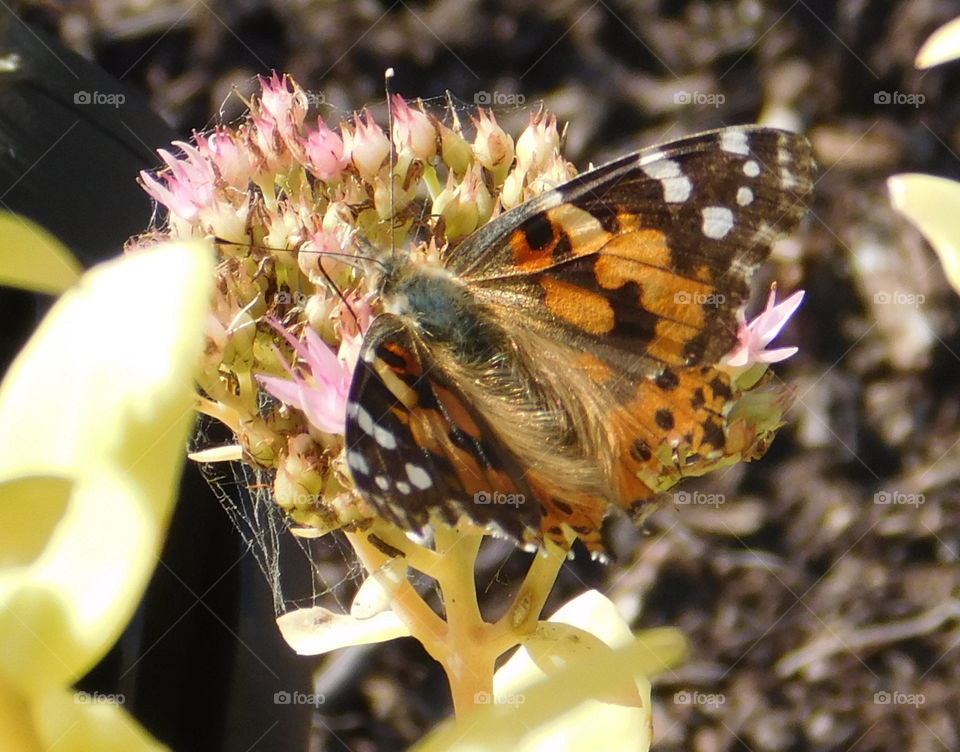 Beautiful Butterfly on a flower 17