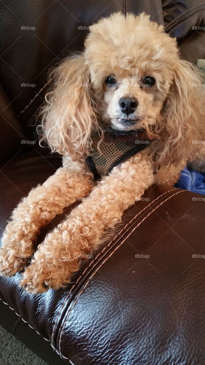 Toy poodle owning the couch's arm rest