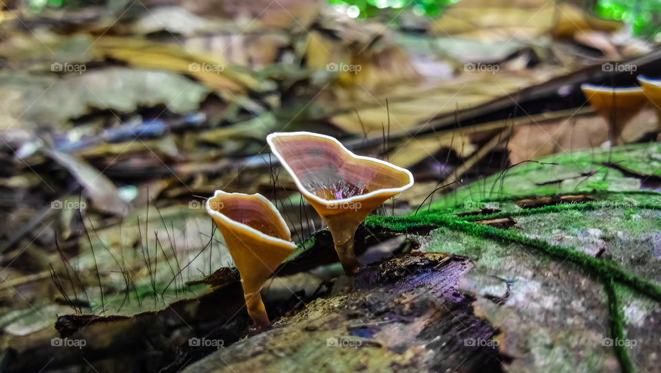 Amazing Nature Close-up mushroom