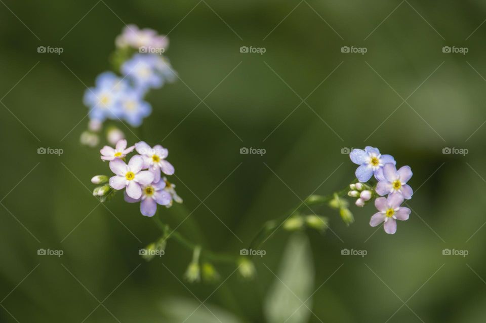 Flowers close up