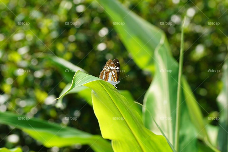 Beautiful and cute butterfly