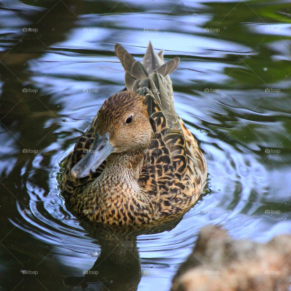 A female duck enjoying an afternoon swim 