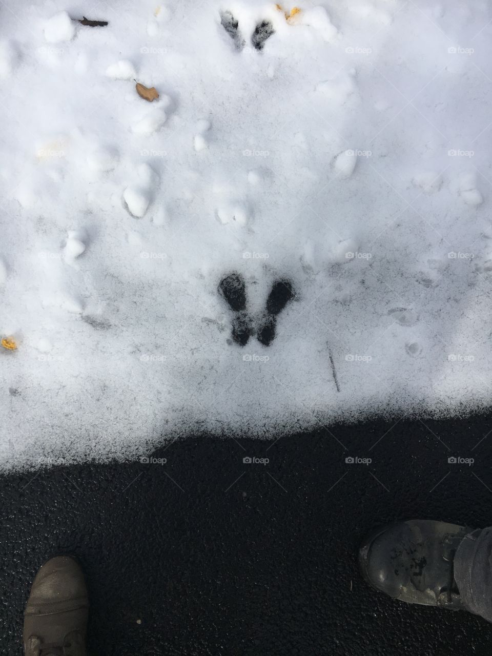 Rabbit feet in the snow 
