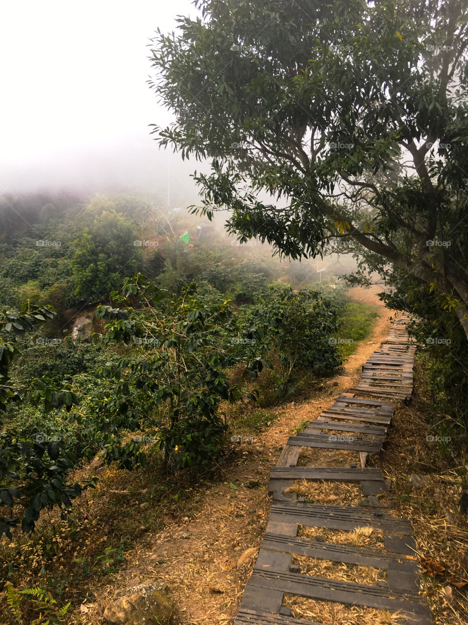 A mountain trail through tea farms in Taiwan 