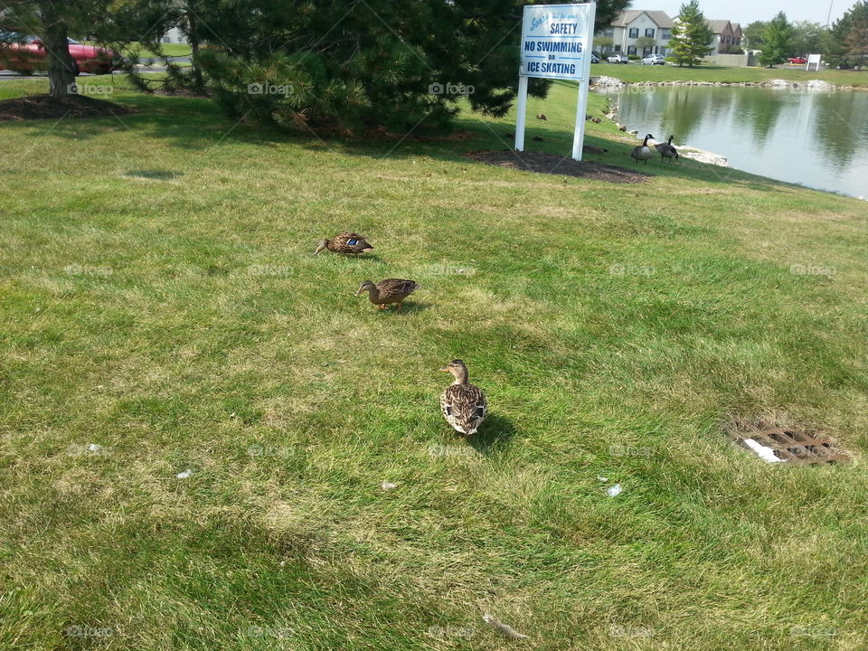3 little ducks in a row