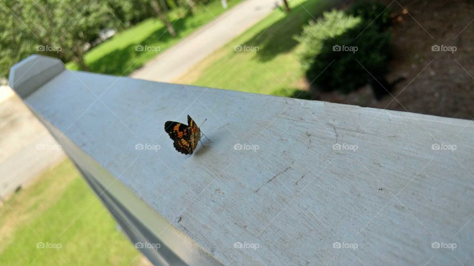 butterfly on a white railing with wings up