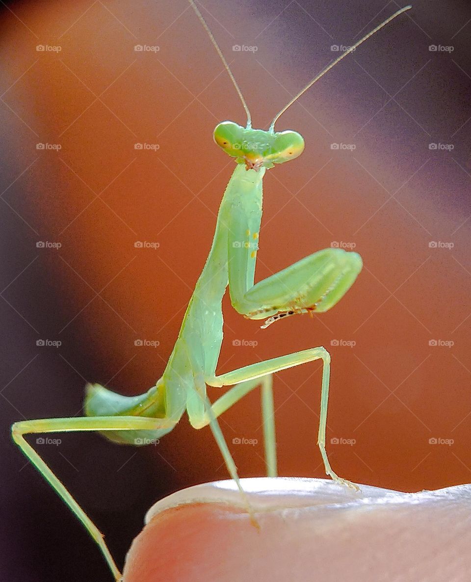 Praying mantis