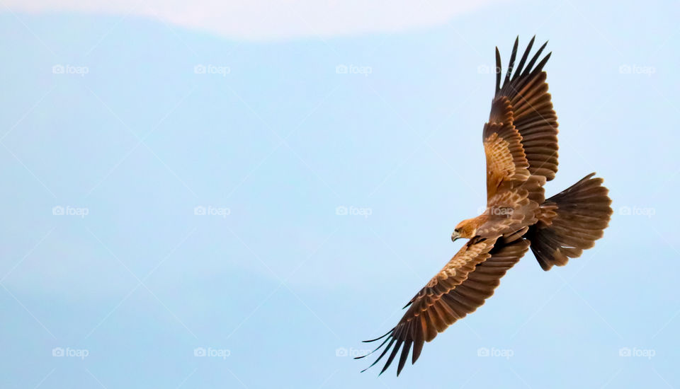 black kite flying