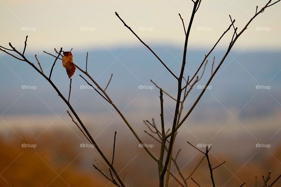 The last leaf on the tree