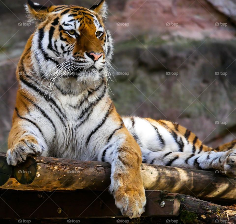 sii
sitting like a royal tiger.....