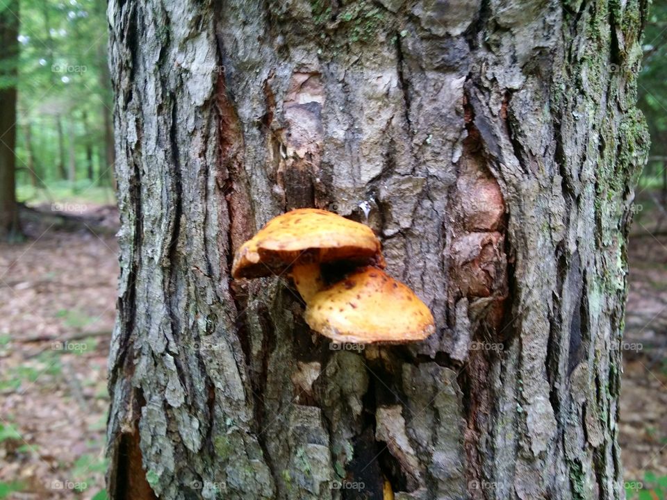 Wild Mushrooms on a Tree
